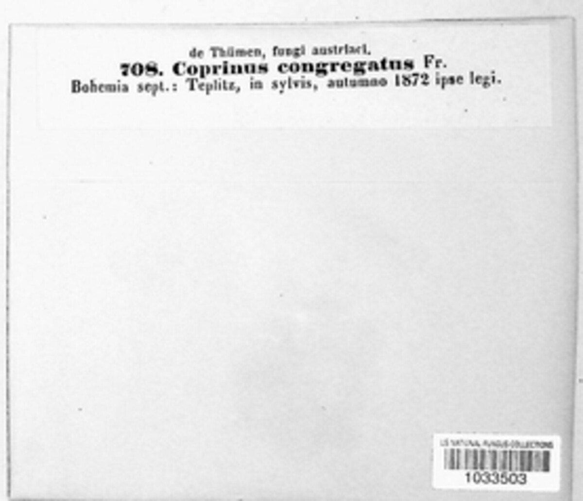 Tulosesus congregatus image